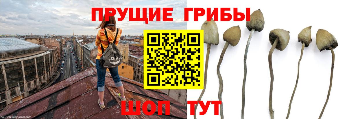 Гудермес  Псилоцибиновые грибы Psilocybe  Вход с VPN 